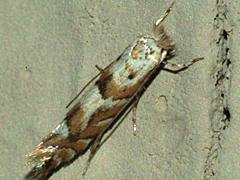 Leaf Blotch Miner Moth